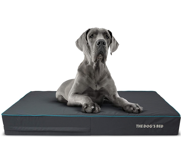 The dog's top balls bed