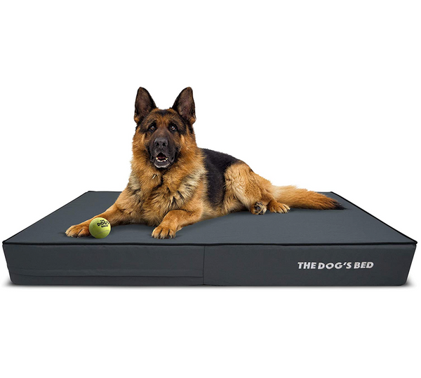 The dog's balls bed 2025