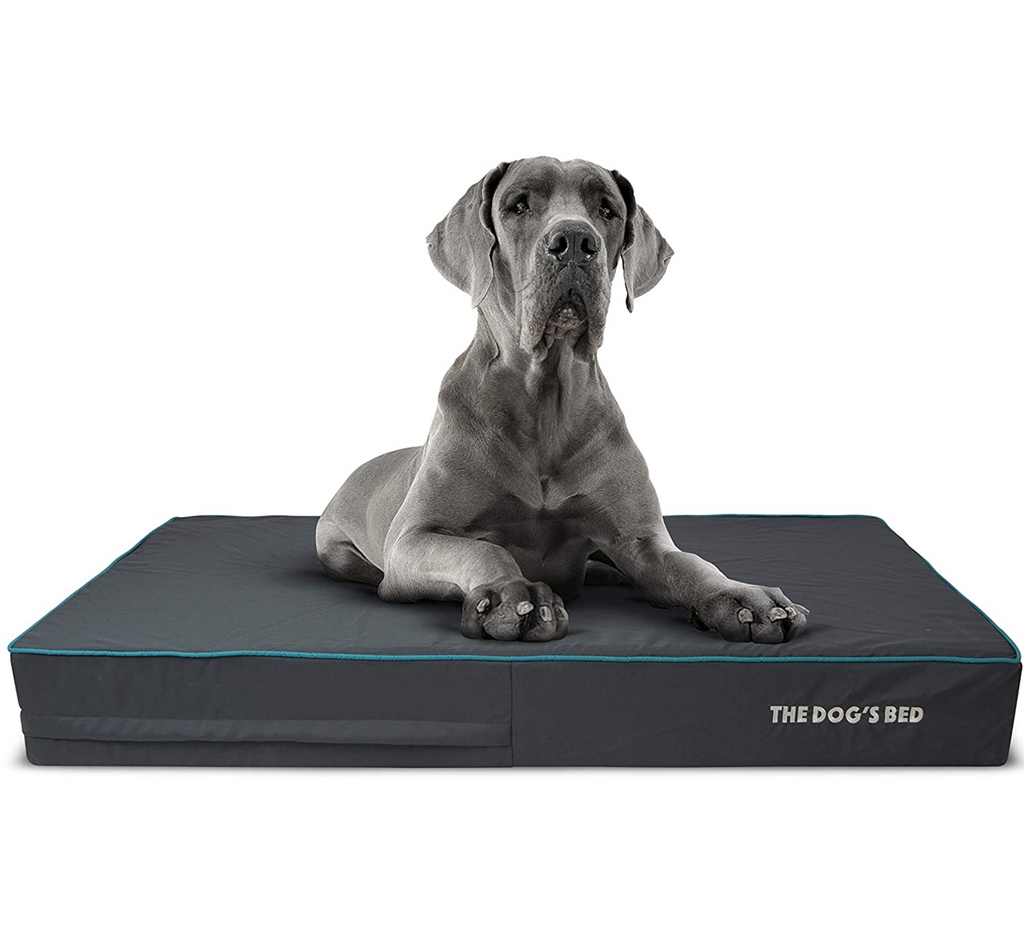 The dogs bed outlet